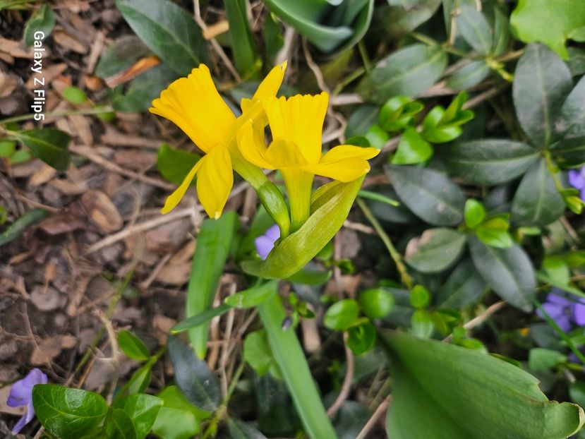  - Narcise 2018 24 25