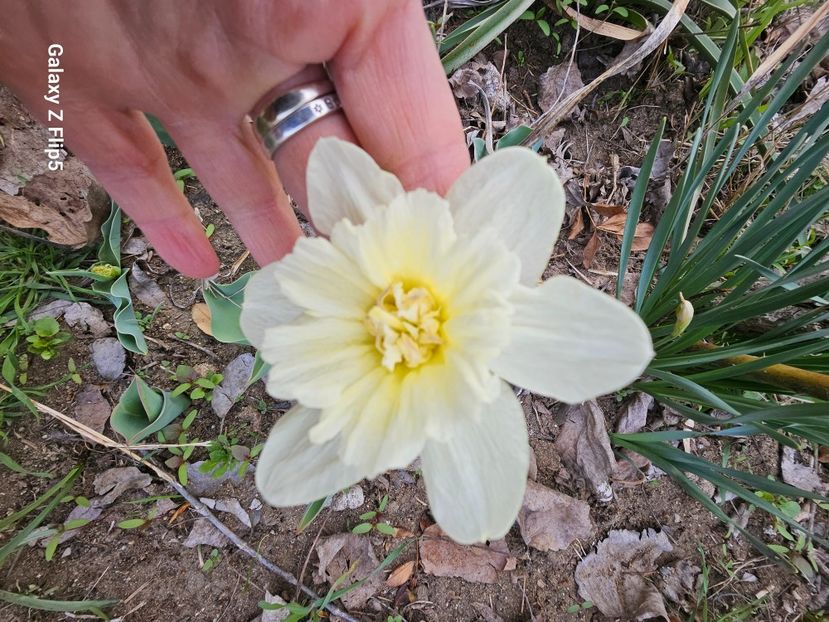  - Narcise 2018 24 25