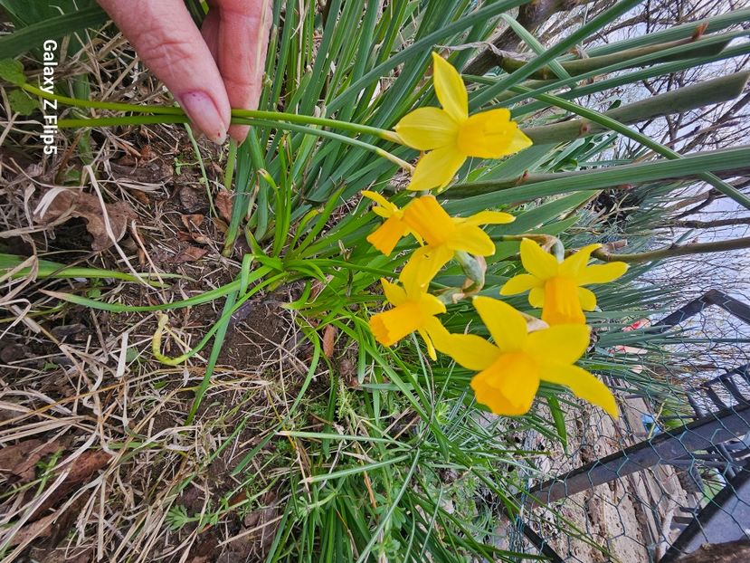  - Narcise 2018 24 25