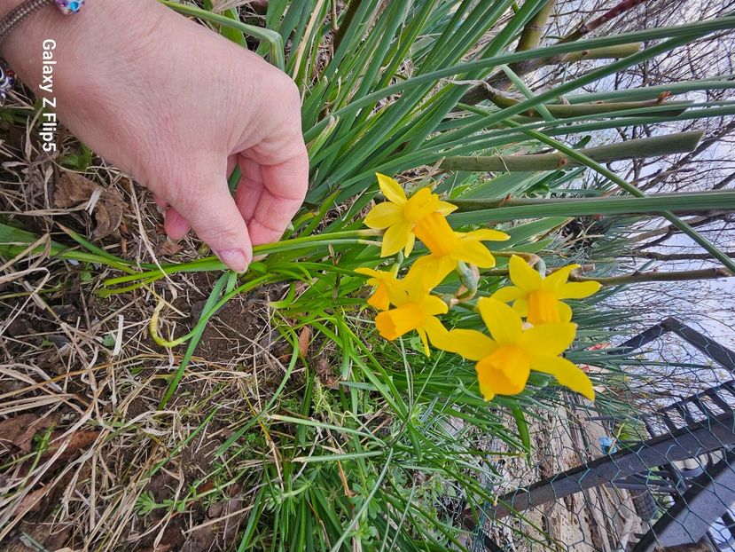  - Narcise 2018 24 25