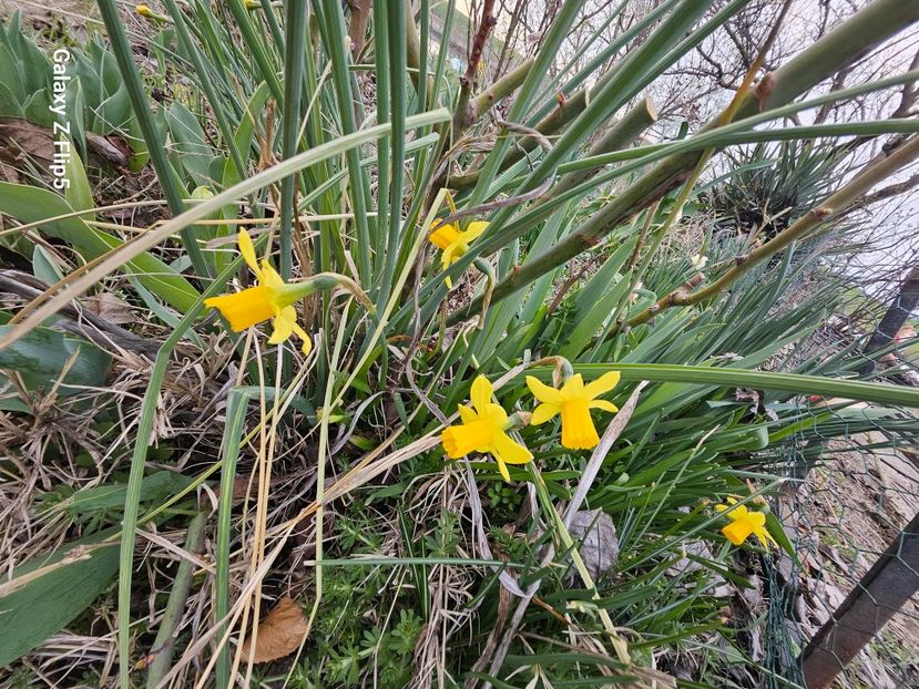  - Narcise 2018 24 25