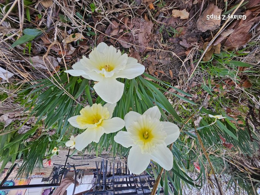  - Narcise 2018 24 25