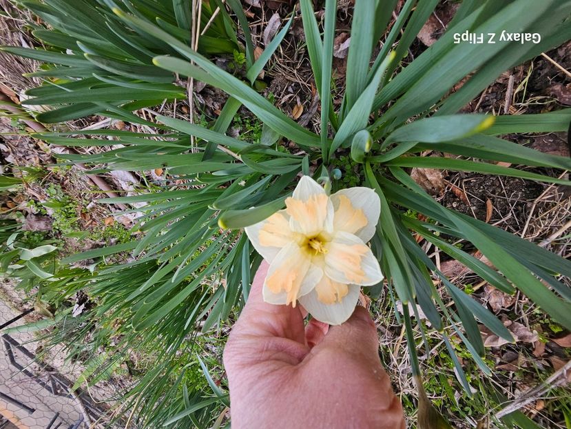  - Narcise 2018 24 25