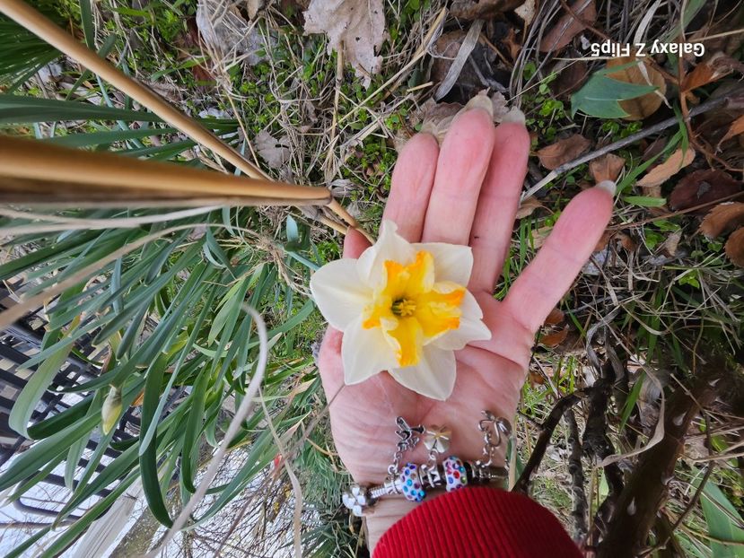  - Narcise 2018 24 25