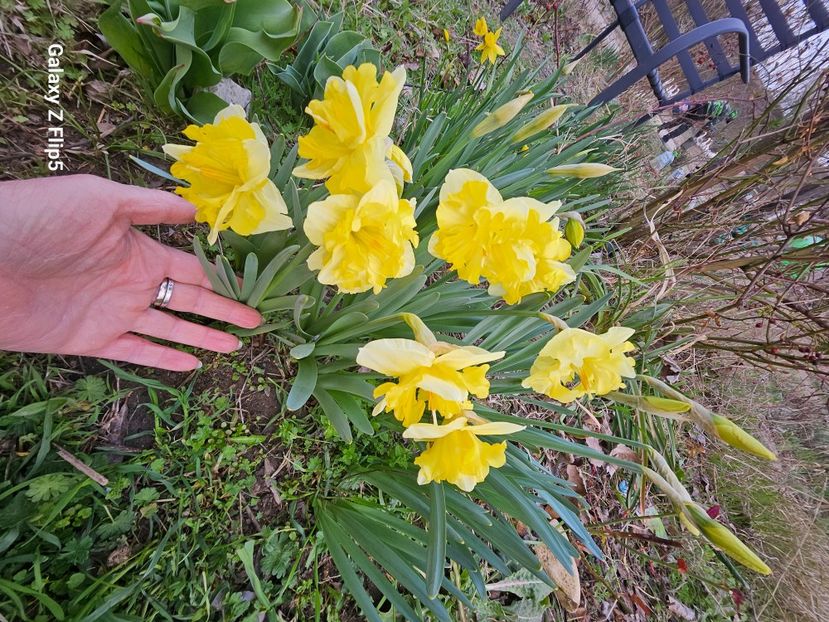  - Narcise 2018 24 25