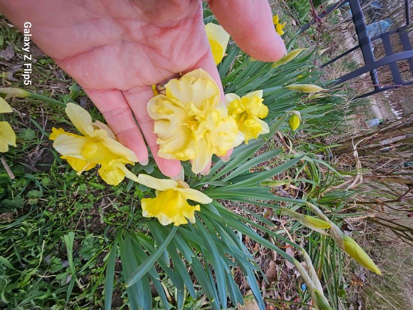  - Narcise 2018 24 25