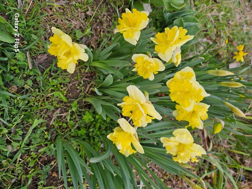  - Narcise 2018 24 25