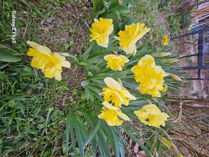  - Narcise 2018 24 25