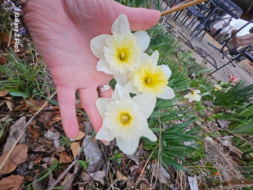  - Narcise 2018 24 25