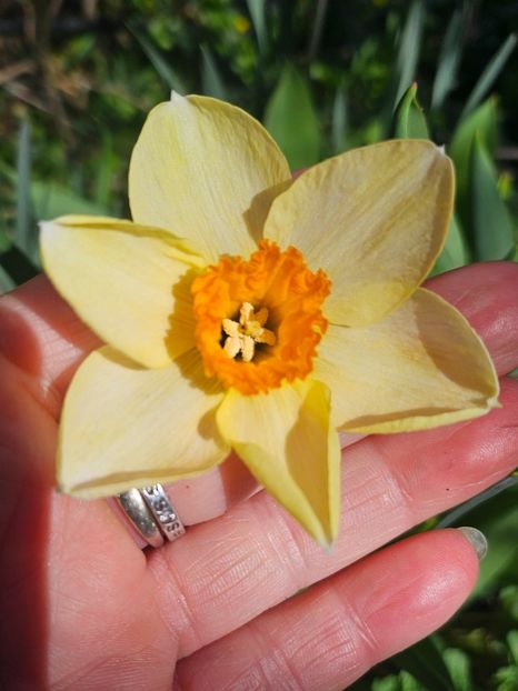  - Narcise 2018 24 25