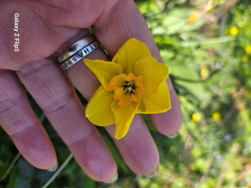 248d83eb-17b0-4af8-993c-b1a32298f848-1_all_91181 - Narcise 2018 24 25