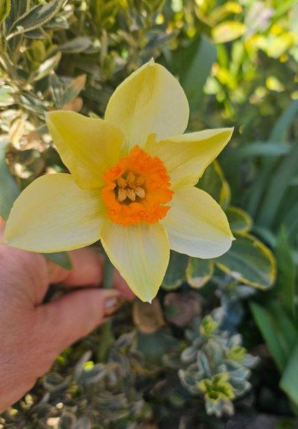  - Narcise 2018 24 25