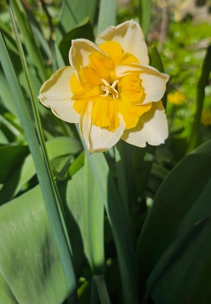  - Narcise 2018 24 25