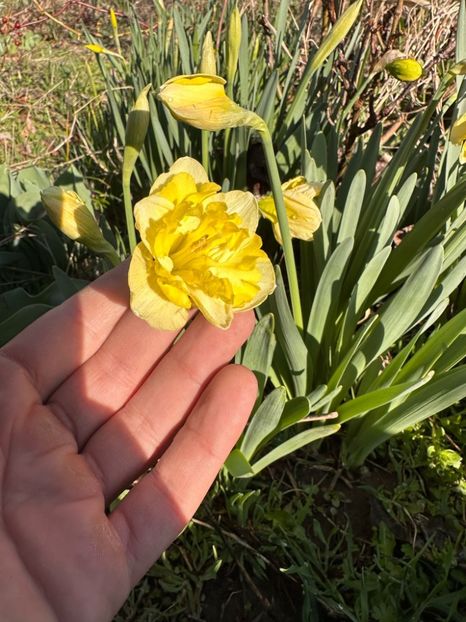  - Narcise 2018 24 25