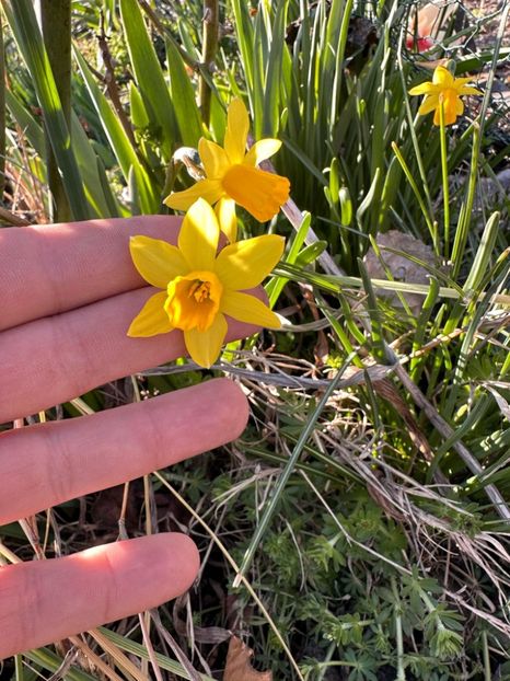  - Narcise 2018 24 25