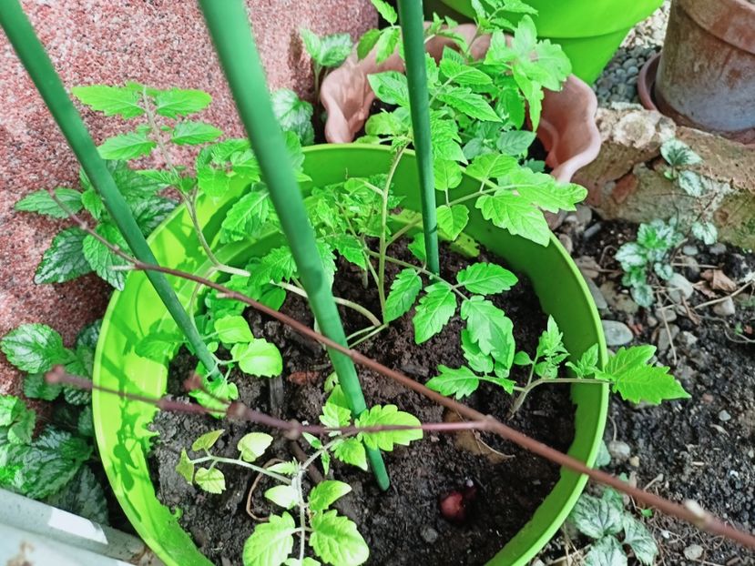 Cherry, afară de o săptămână... - Grădina 2025