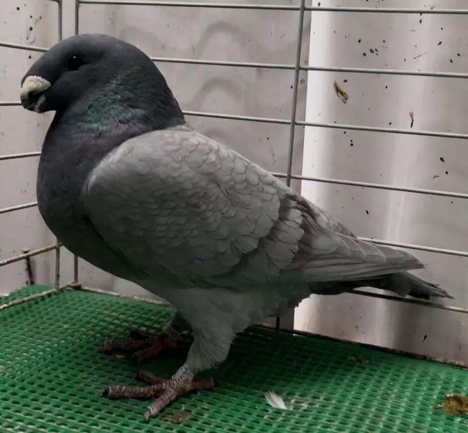 FEMELA USA 2021 - NPA 544 - RALPH WHITSON - MATCA FEMELE ASR 2025