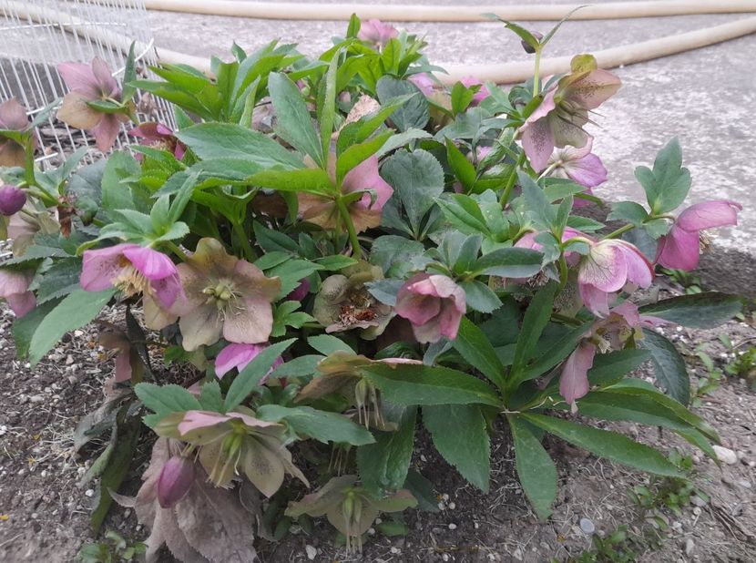  - 1111 Bucurii florale 2025