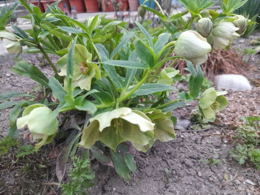  - 1111 Bucurii florale 2025