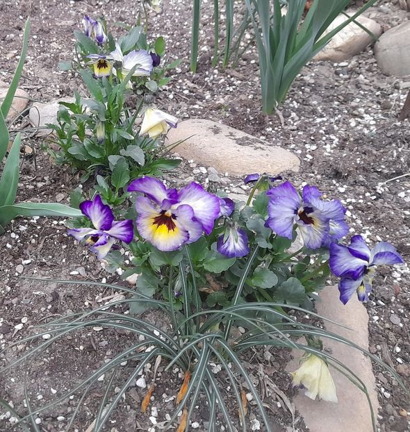  - 1111 Bucurii florale 2025