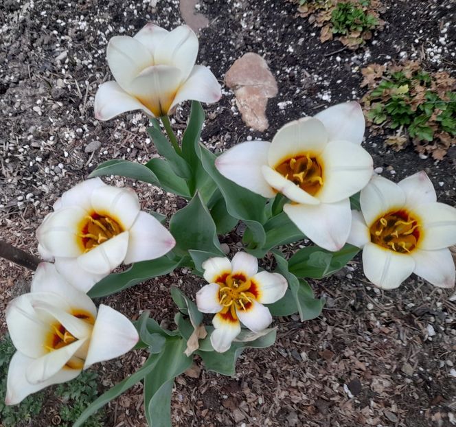  - 1111 Bucurii florale 2025