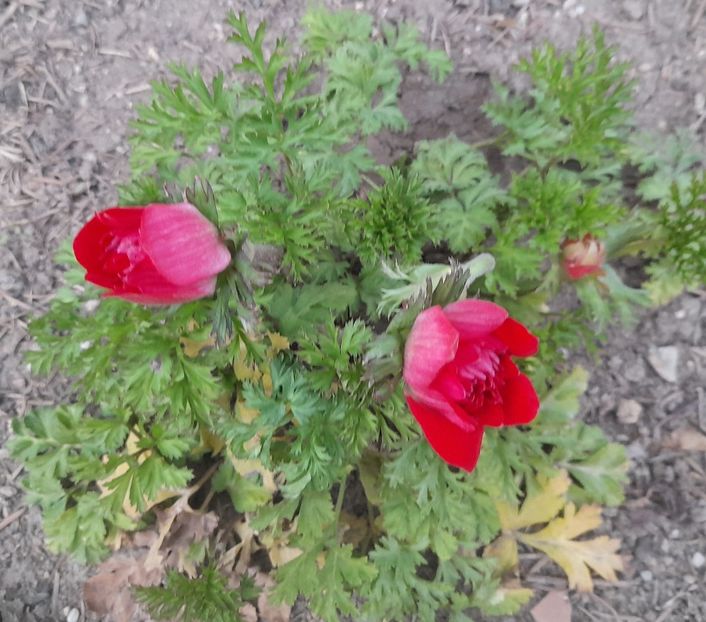  - 1111 Bucurii florale 2025