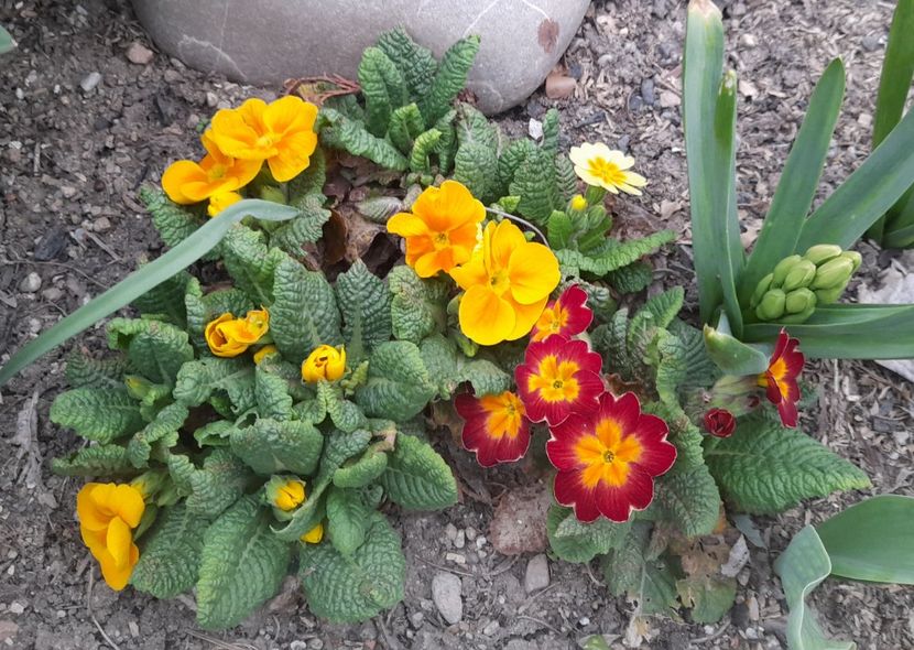  - 1111 Bucurii florale 2025