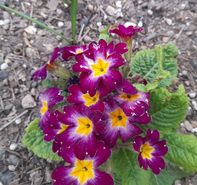  - 1111 Bucurii florale 2025