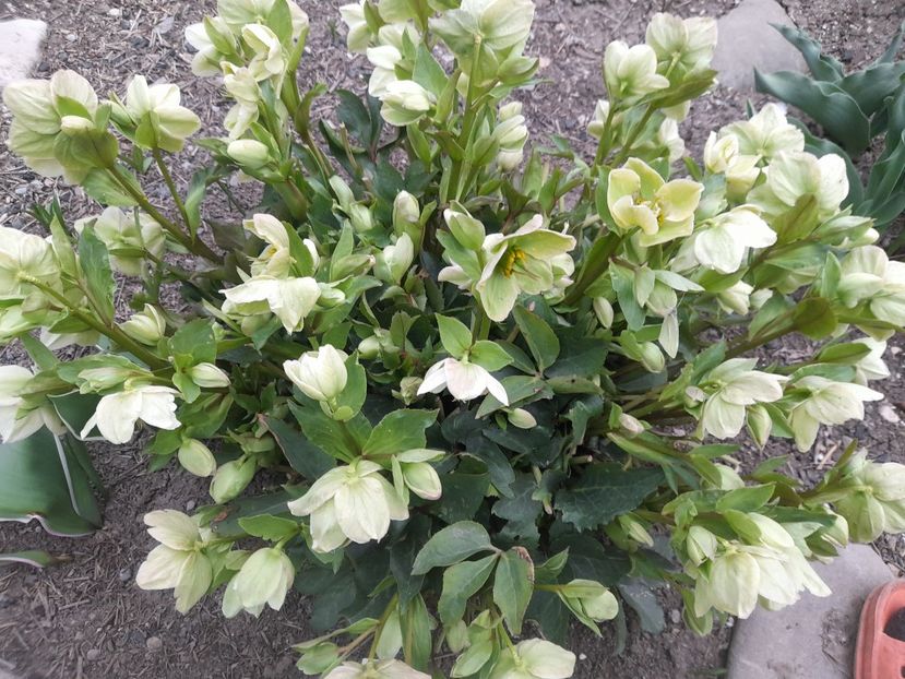  - 1111 Bucurii florale 2025