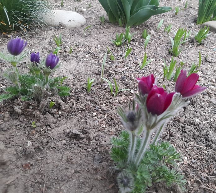  - 1111 Bucurii florale 2025