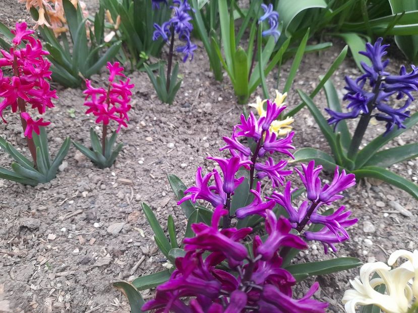  - 1111 Bucurii florale 2025
