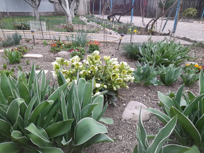  - 1111 Bucurii florale 2025