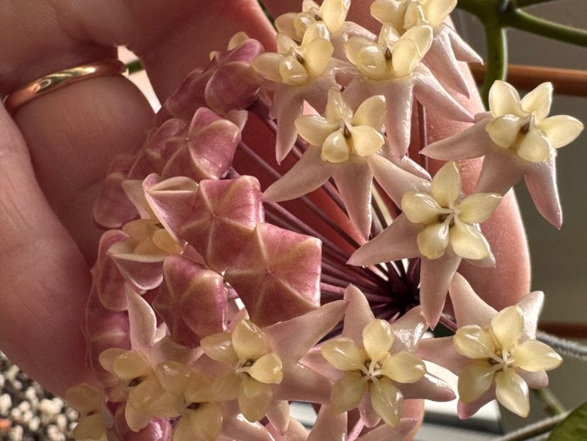  - Thuathienhuensis