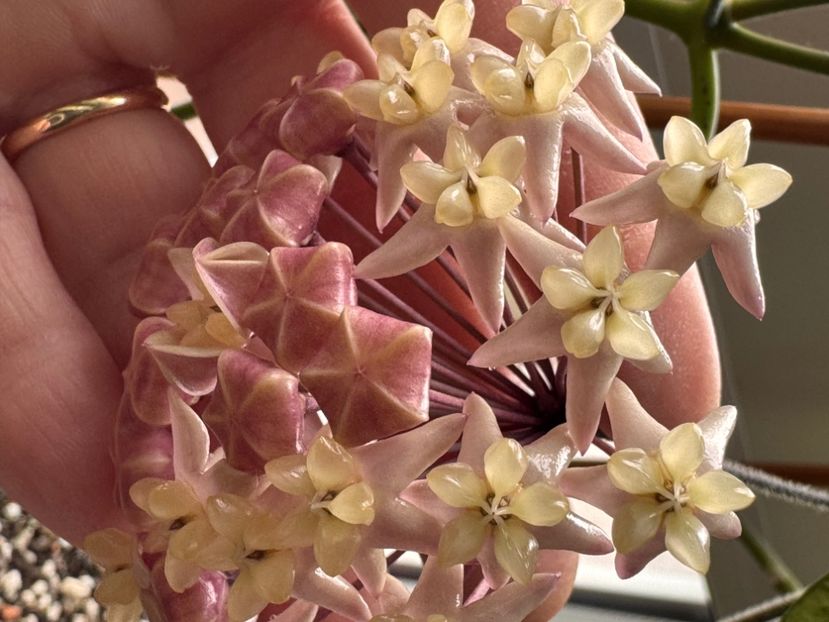  - Thuathienhuensis