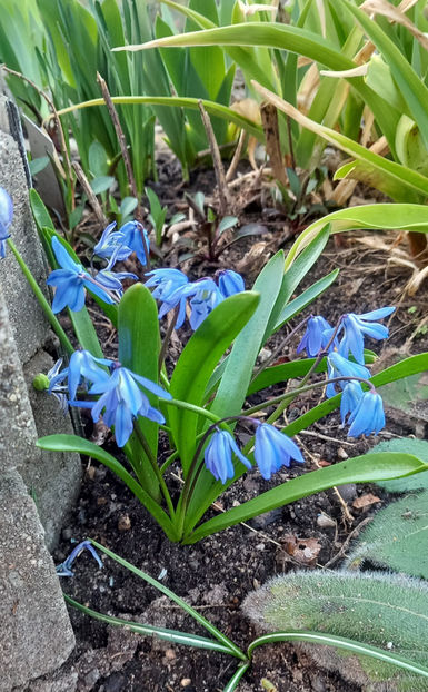  - 2025 - 01 - Primavara