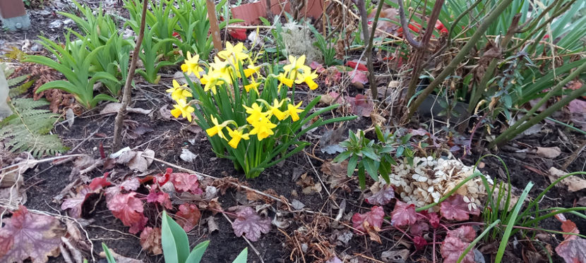  - 2025 - 01 - Primavara