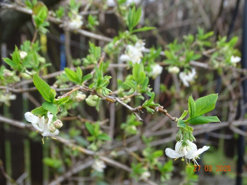  - Copacei si arbusti 2025