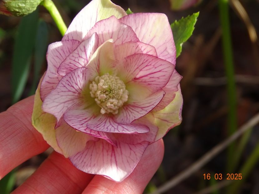  - Helleborus 2025