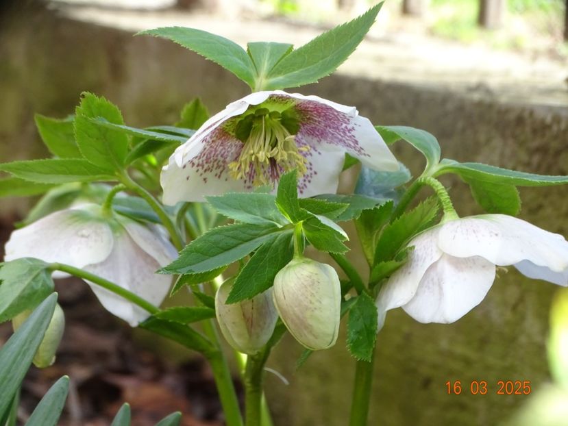  - Helleborus 2025