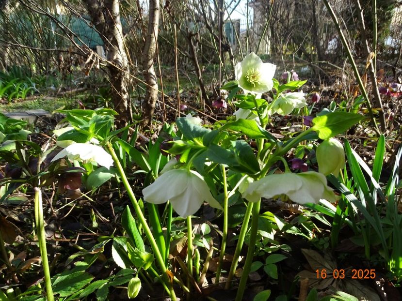  - Helleborus 2025
