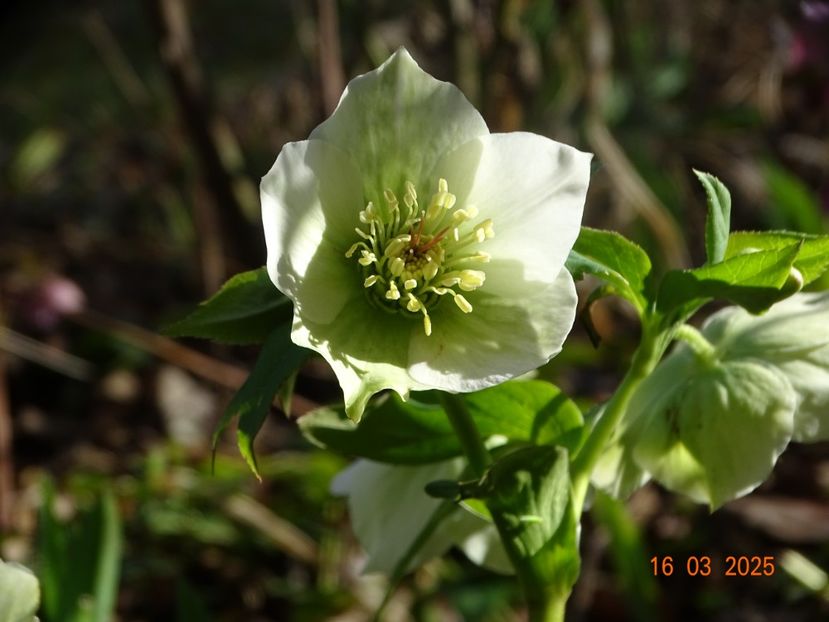  - Helleborus 2025