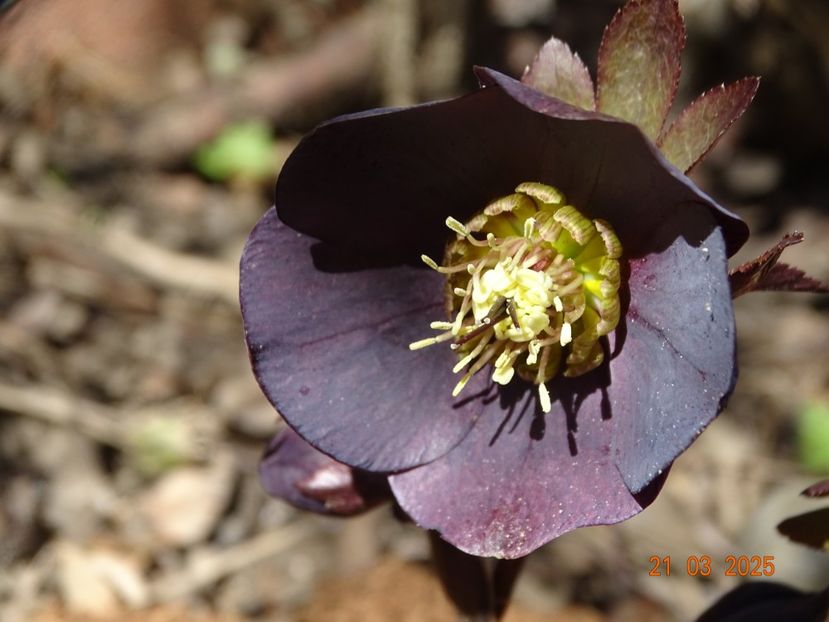  - Helleborus 2025