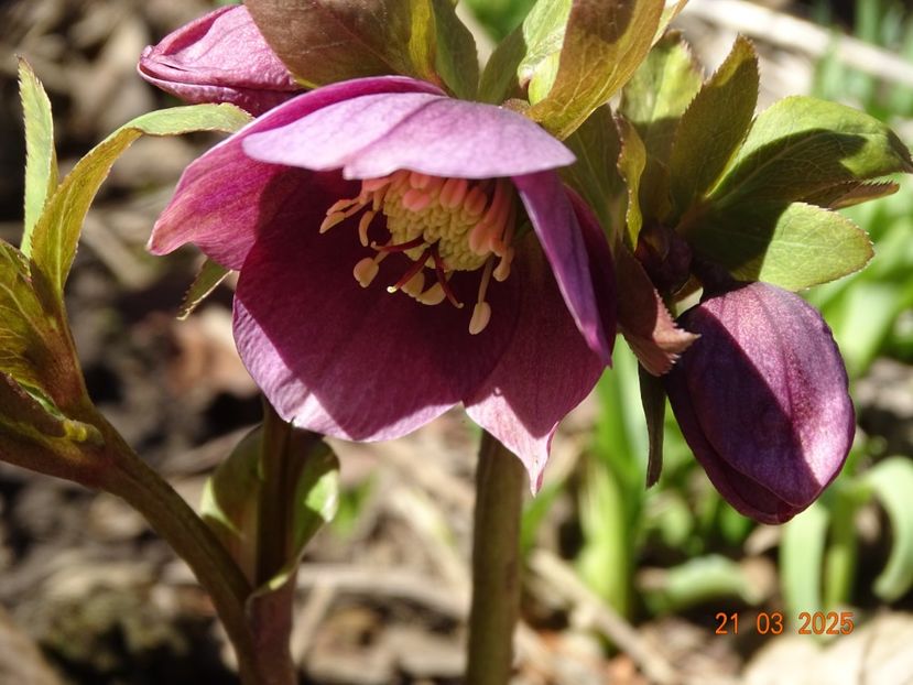  - Helleborus 2025