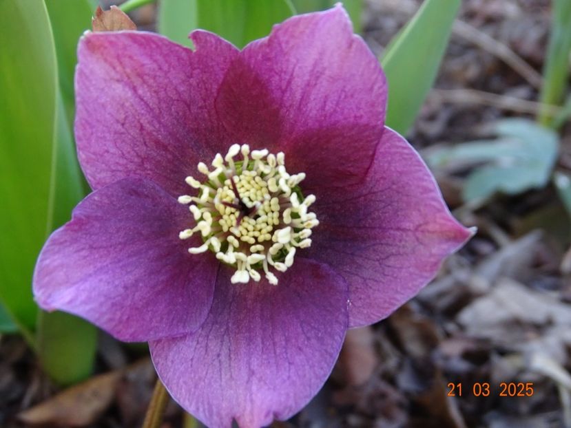  - Helleborus 2025