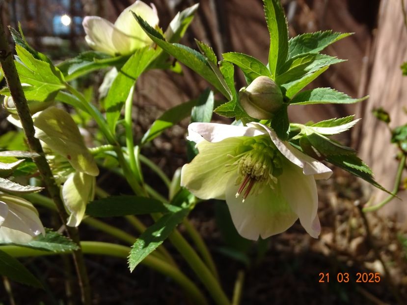  - Helleborus 2025