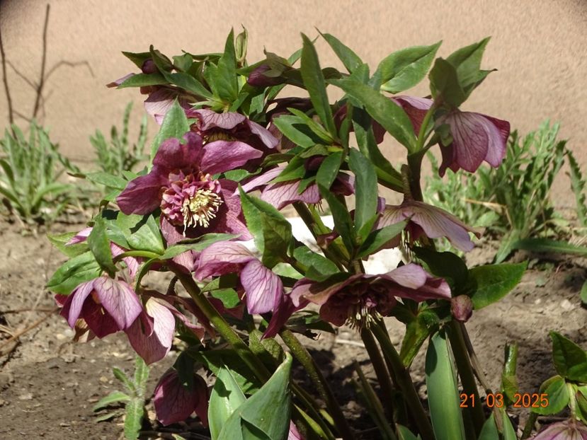  - Helleborus 2025