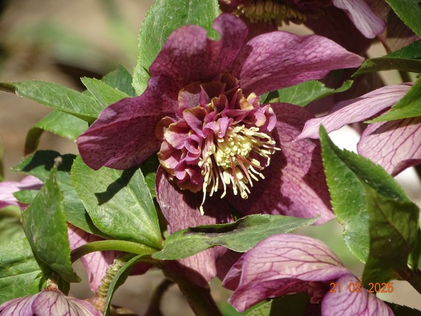  - Helleborus 2025