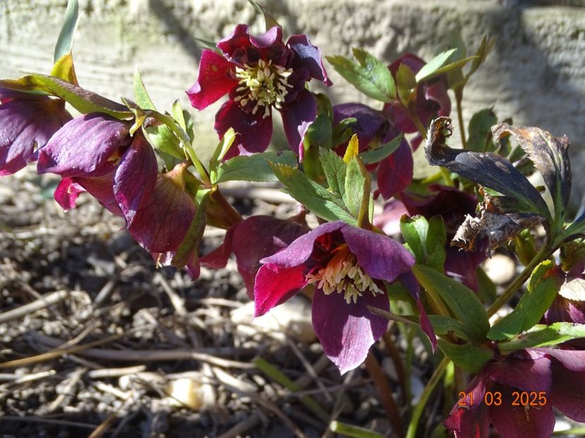  - Helleborus 2025