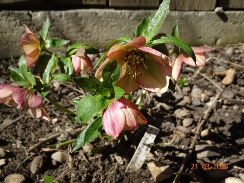  - Helleborus 2025