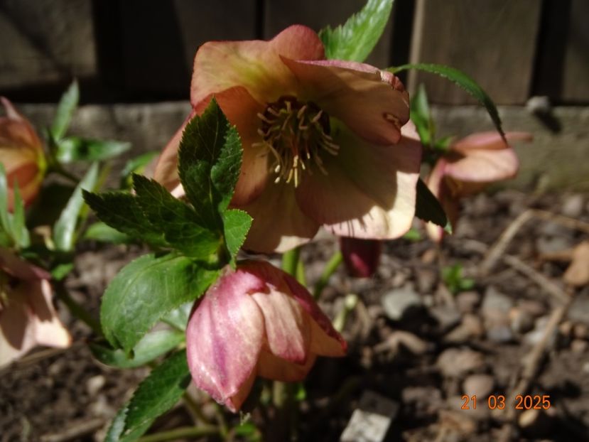 - Helleborus 2025